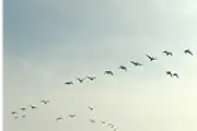 Birds in flight