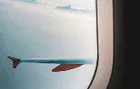 Plane wing